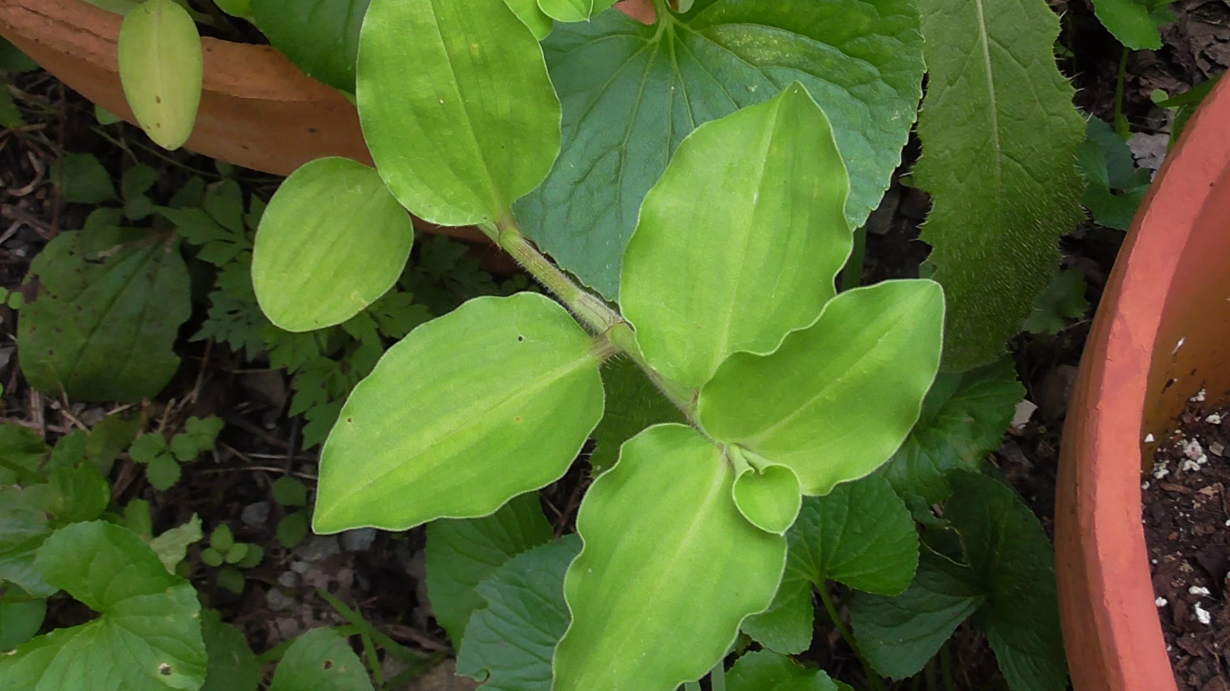 Short Leaf.JPG