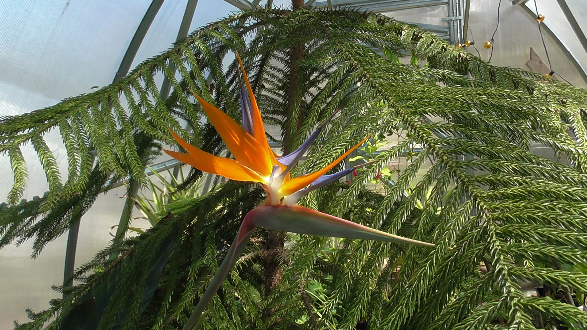 Bird of Paradise