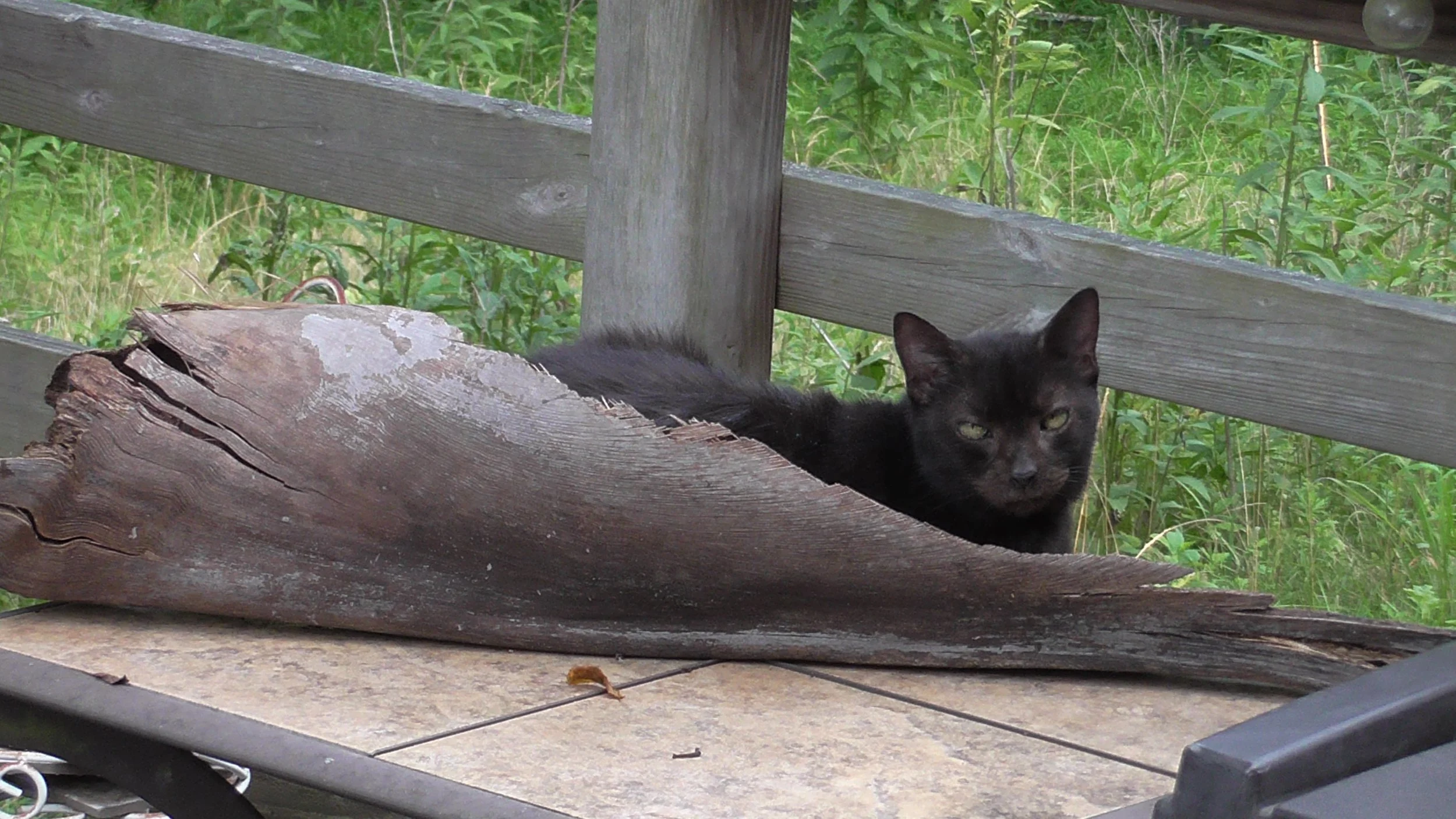 A small black cat lying inside of a Sabal Palm leaf on a tiled table, with a wooden deck fence behind her.
