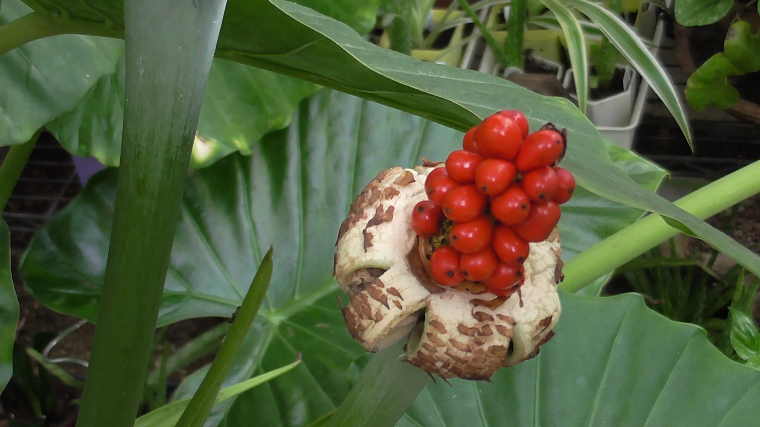 elephant ear seeds.JPG