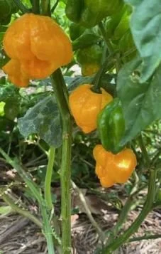Scotch Bonnets.JPG