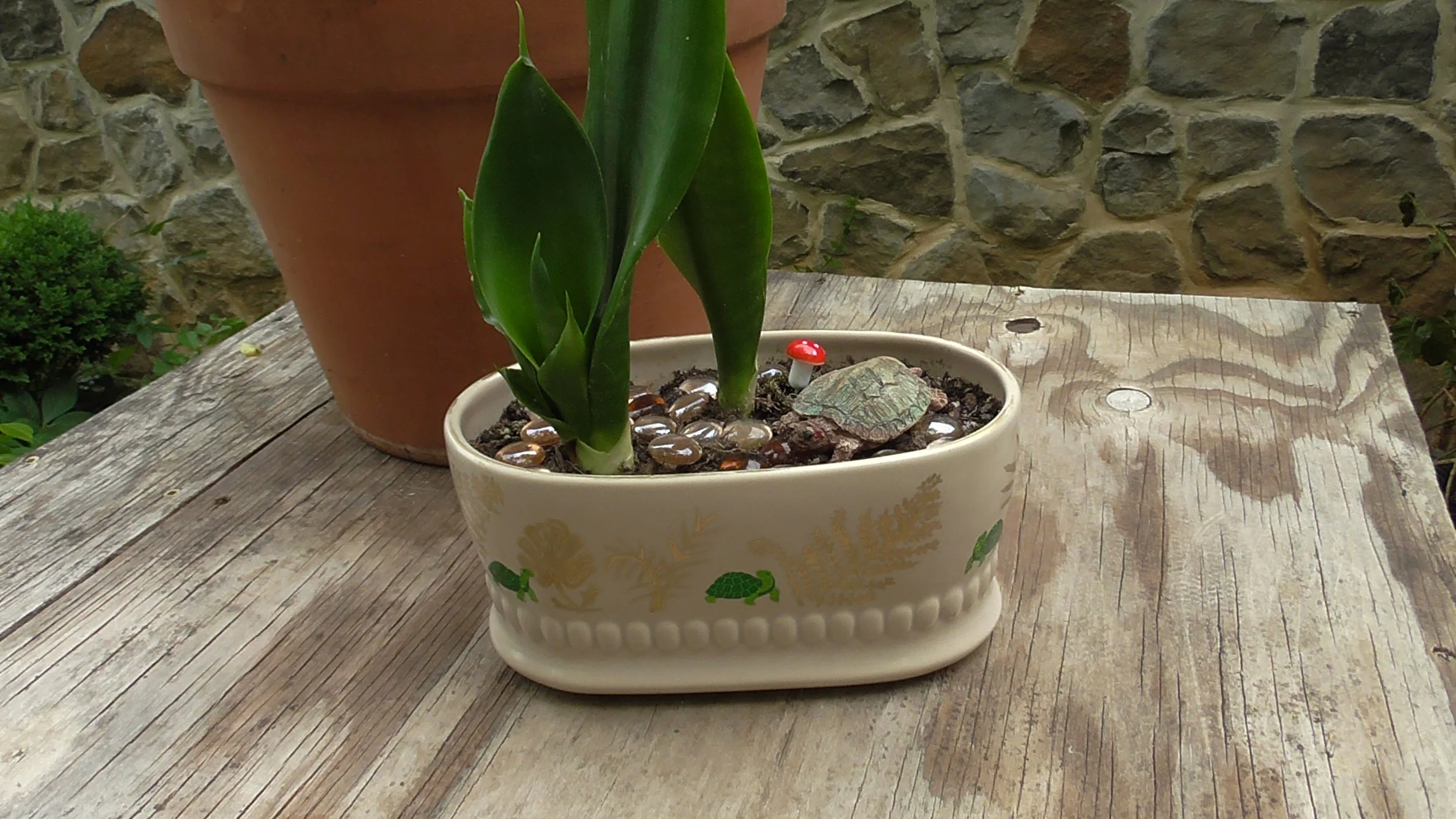 Snake plants in handpainted planter.JPG