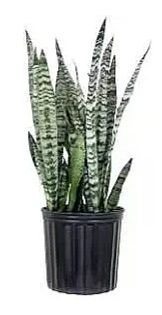 snakeplant.png
