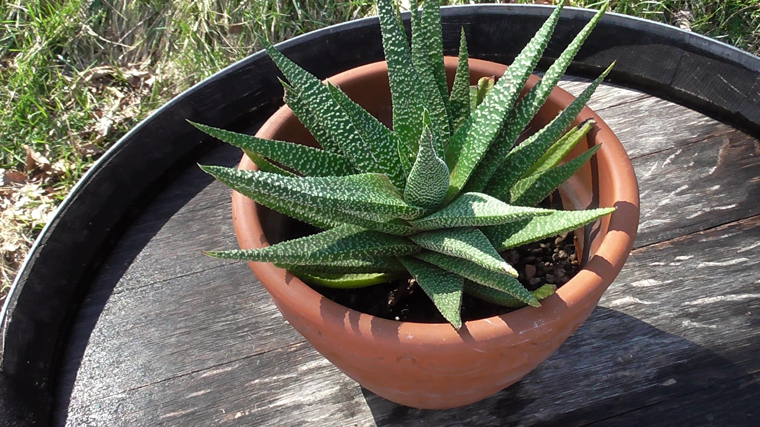 large Haworthia.JPG