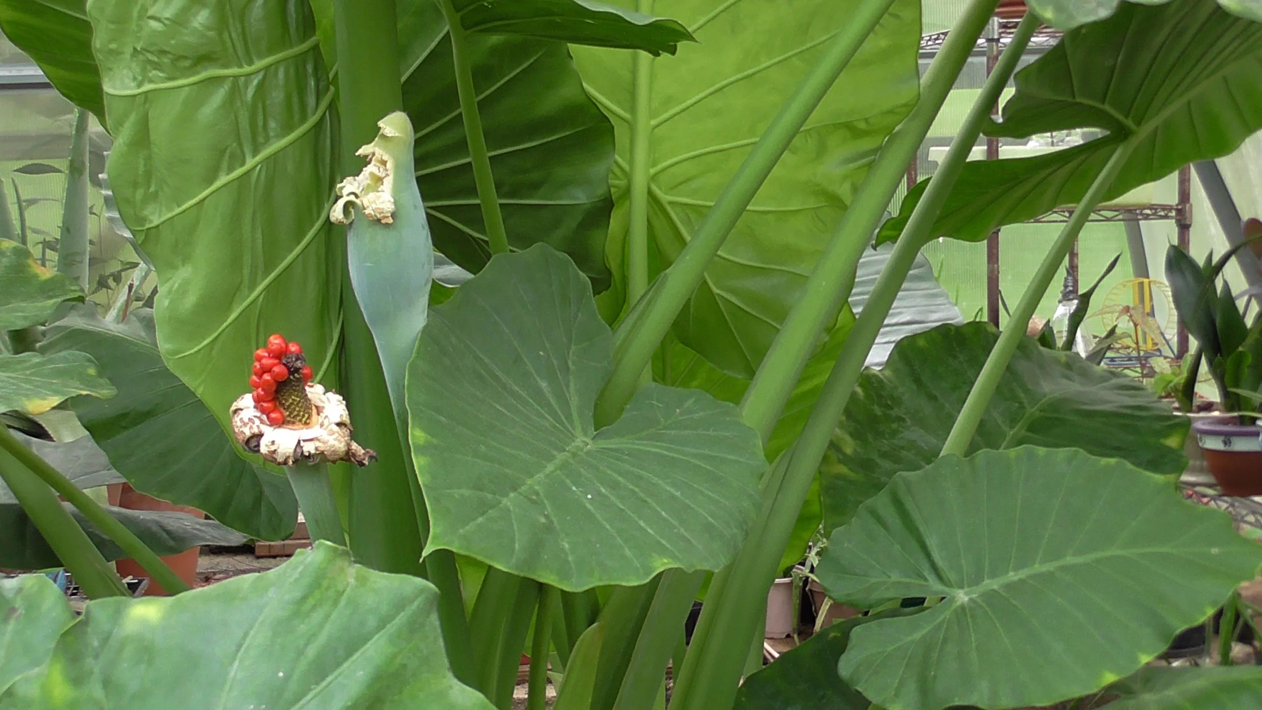 elephant ears w seeds.JPG