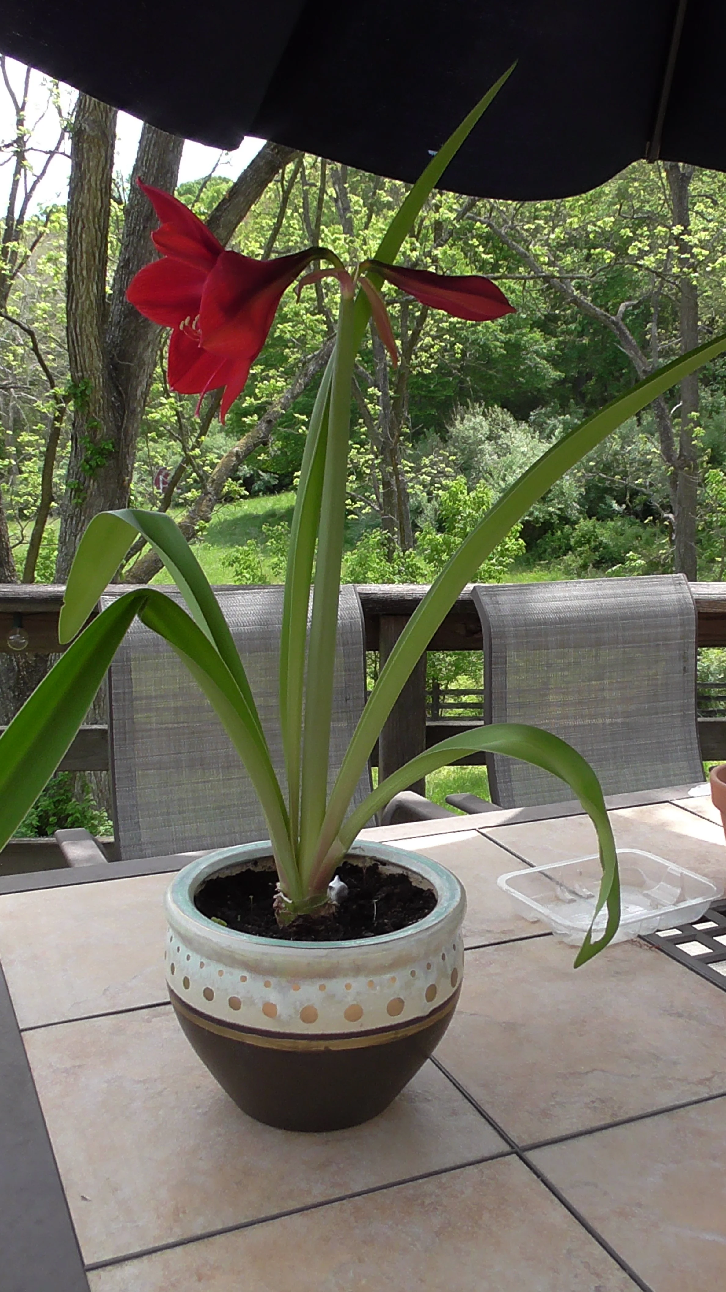 Red Amaryllis.JPG