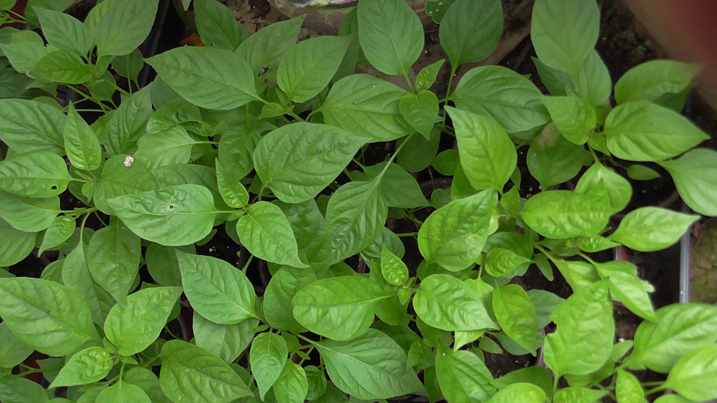 oregano.JPG