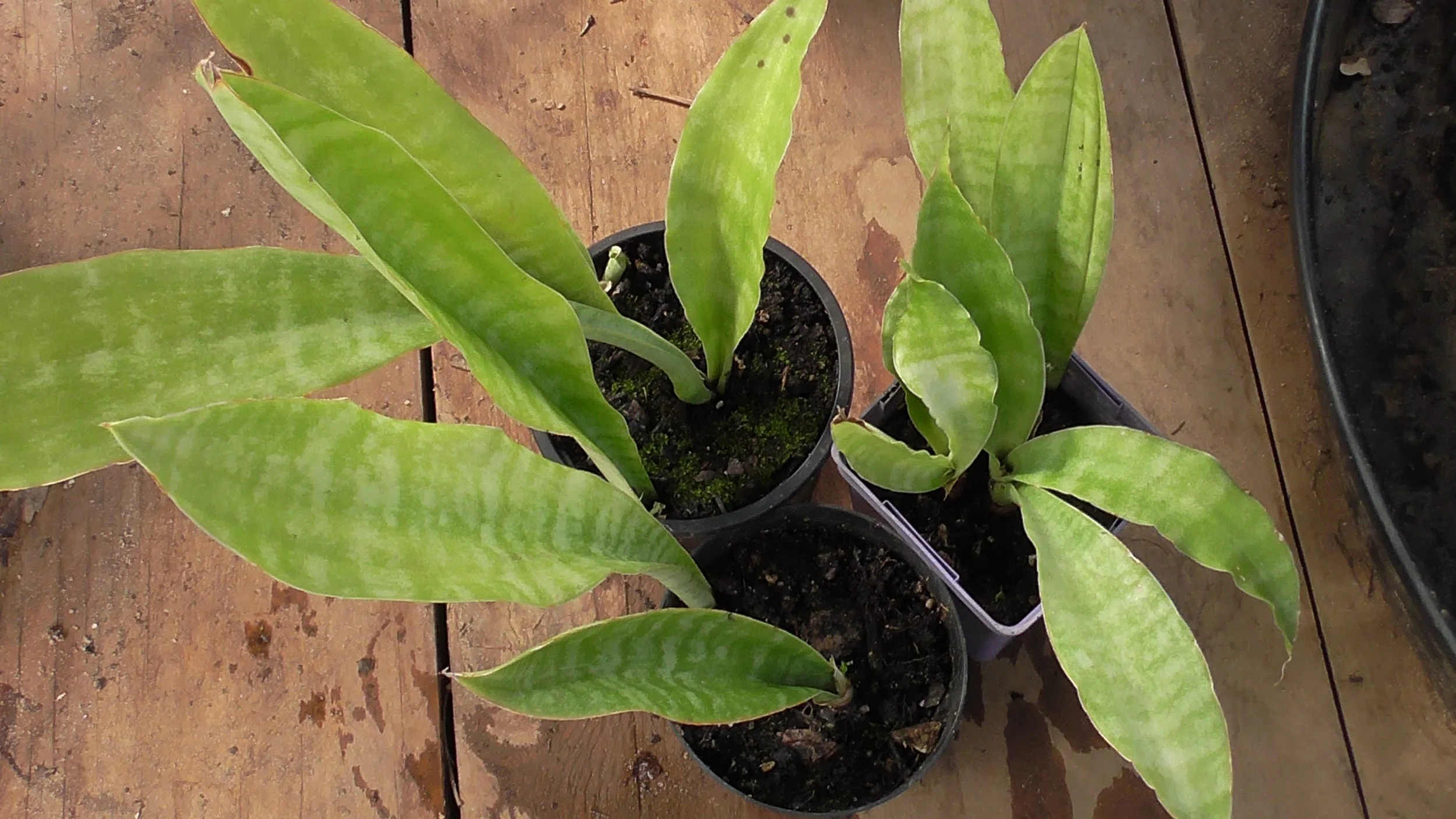 3 Snake Plants.JPG