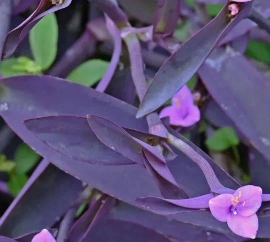 Purple Queen