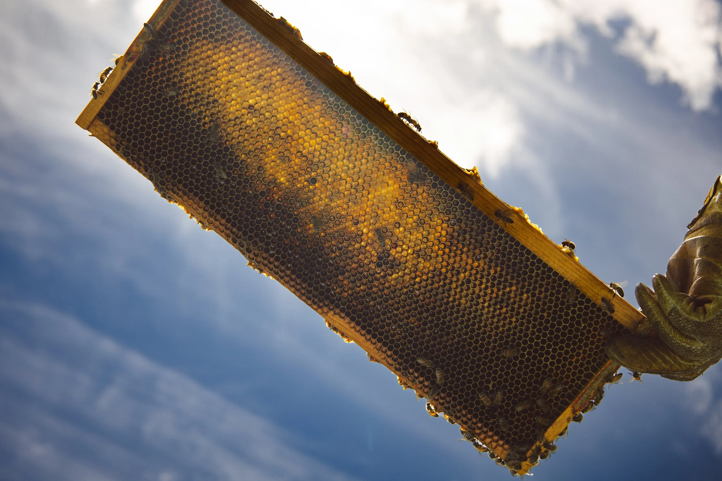 Phoenixville Honey