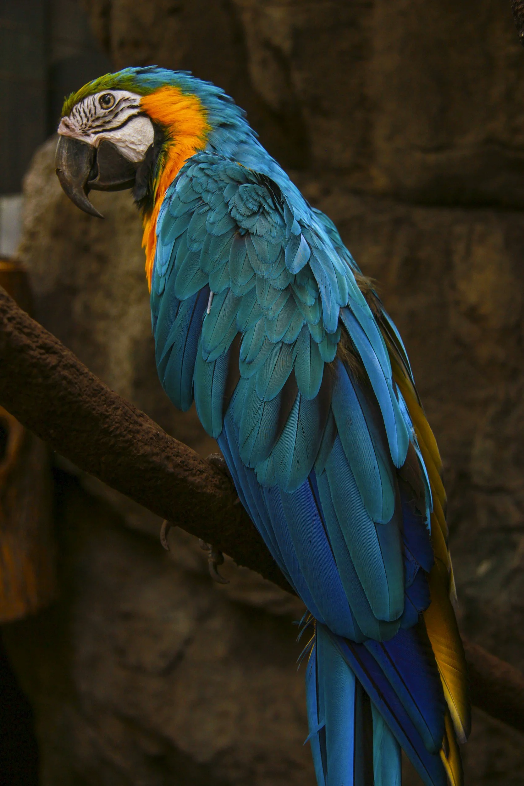 A Blue-and-Yellow Macaw showing the full body, with the feathers laid a bit more sleek.