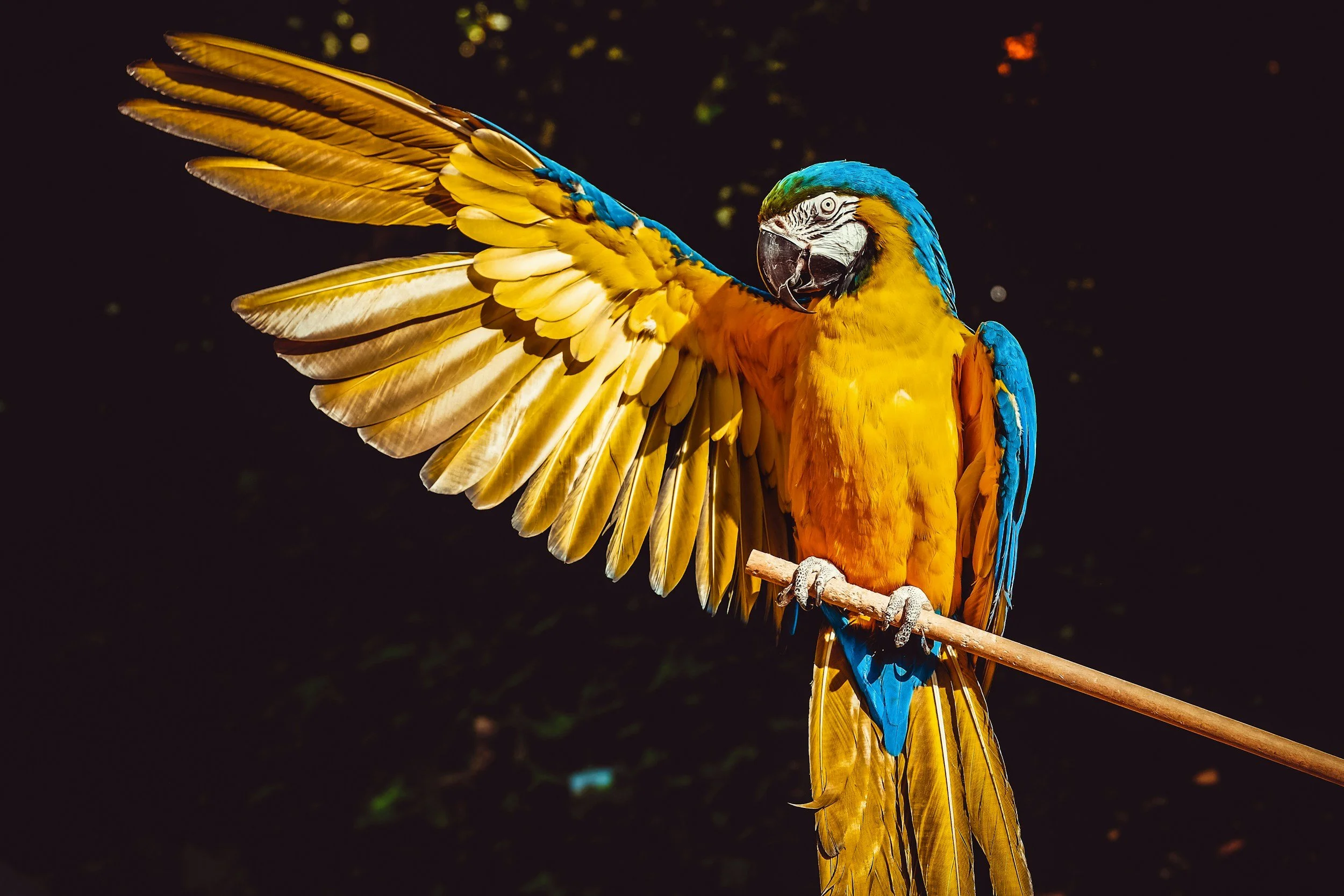 A Blue-and-yellow Macaw parrot on a branch stretches one enormous gold wing out to the side. Their head is turned sideways and beak is slightly open.