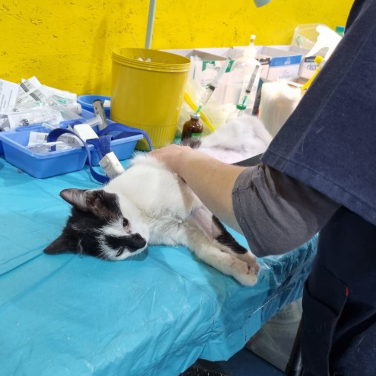 A veterinarian examines a black and white cat lying on an examination table in a veterinary clinic. The background shows medical supplies and equipment.