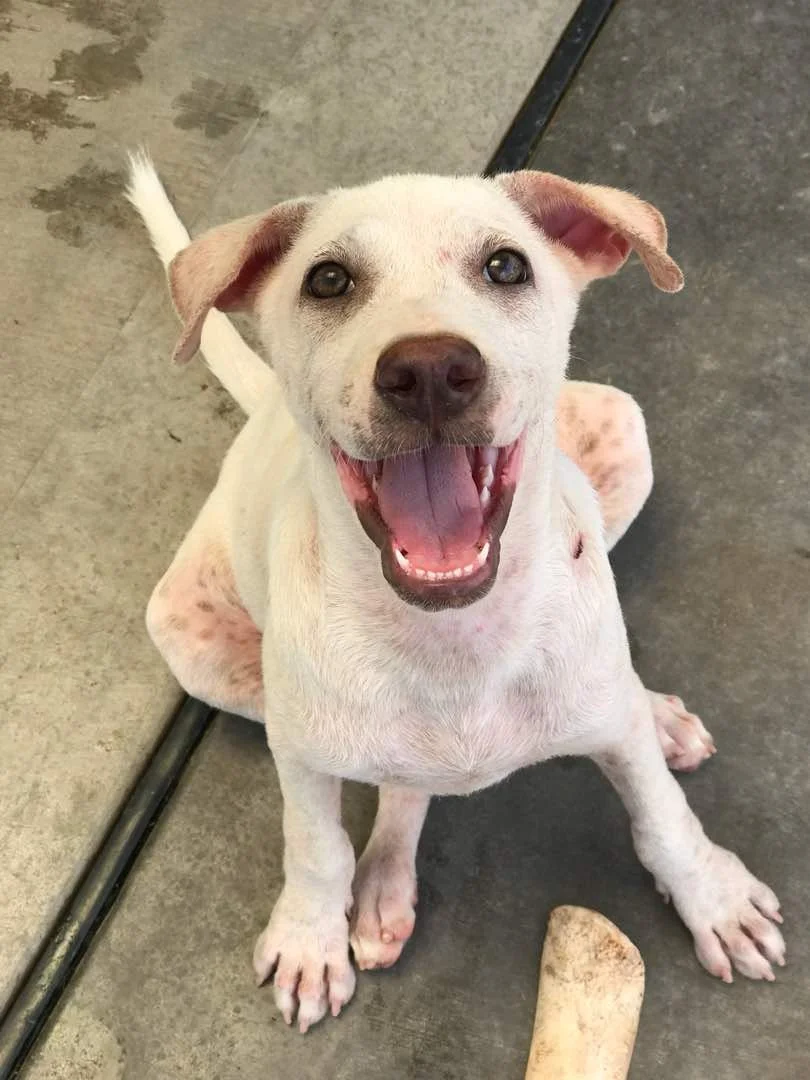 Happy white dog with floppy ears looking up at the camera with its mouth open.