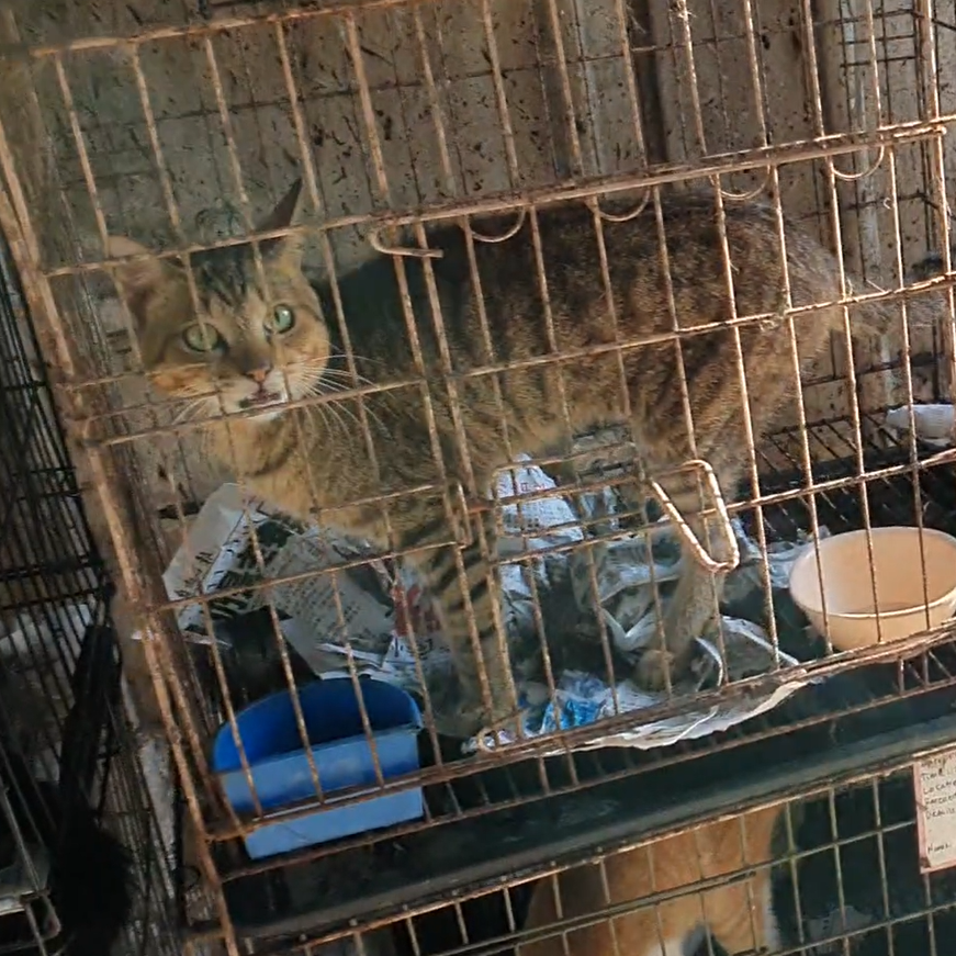 A striped tabby cat inside a small rusty metal cage with newspaper bedding
