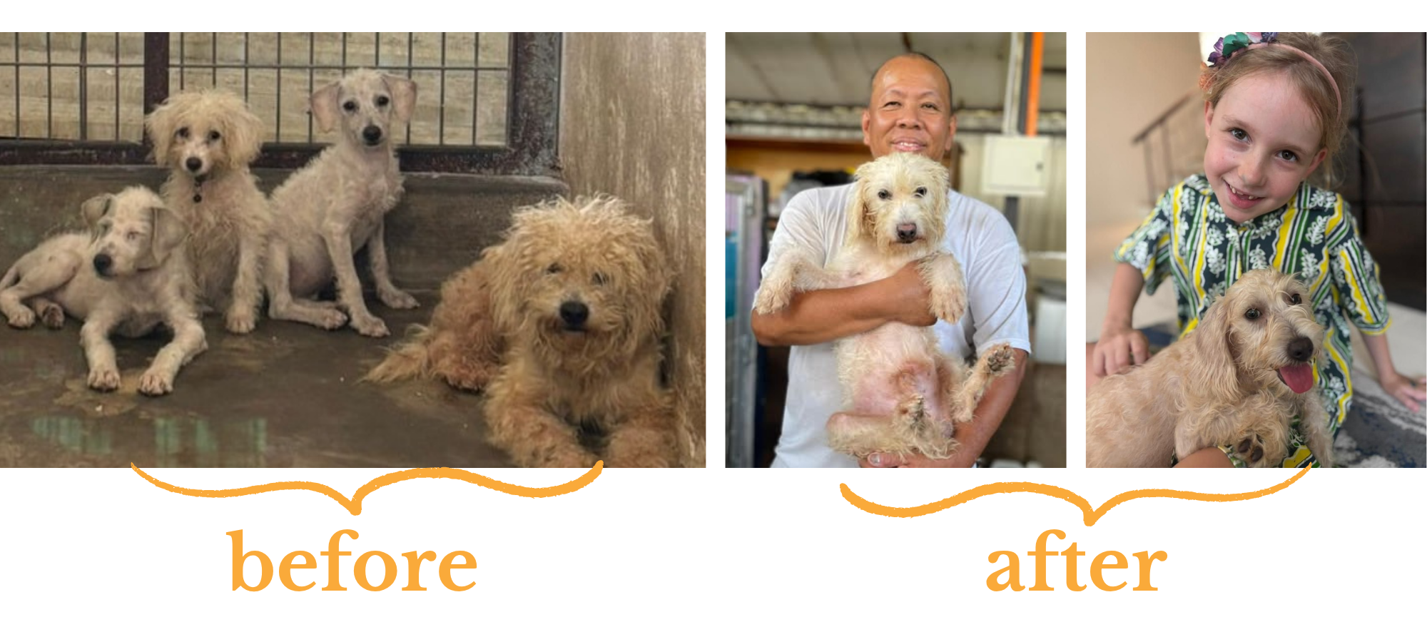 A "before" image of four unkempt, unhappy looking dogs, and two "after" images of people happily holding two of the dogs who are looking much healthier.