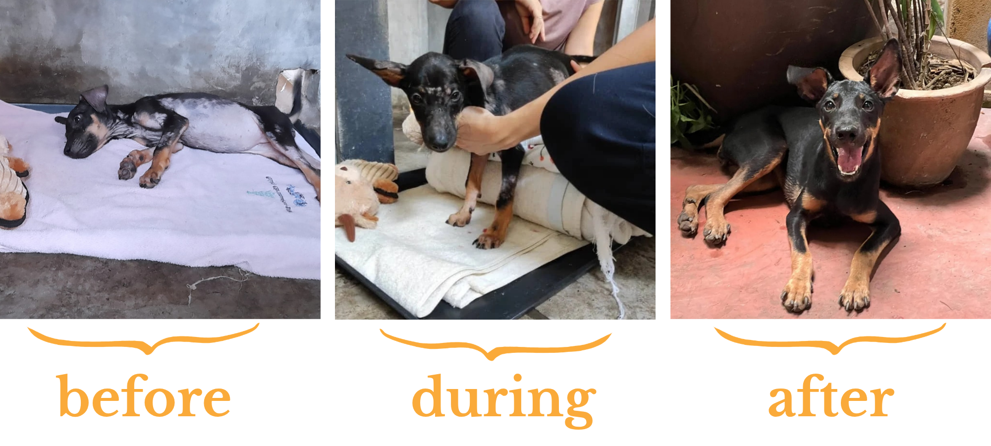 A "before" photograph of a dog lying flat on its side, looking very unwell. A "during" photo of the same dog being supported to stand up during physiotherapy. An "after" photo of them sitting happily on the floor, looking much healthier.