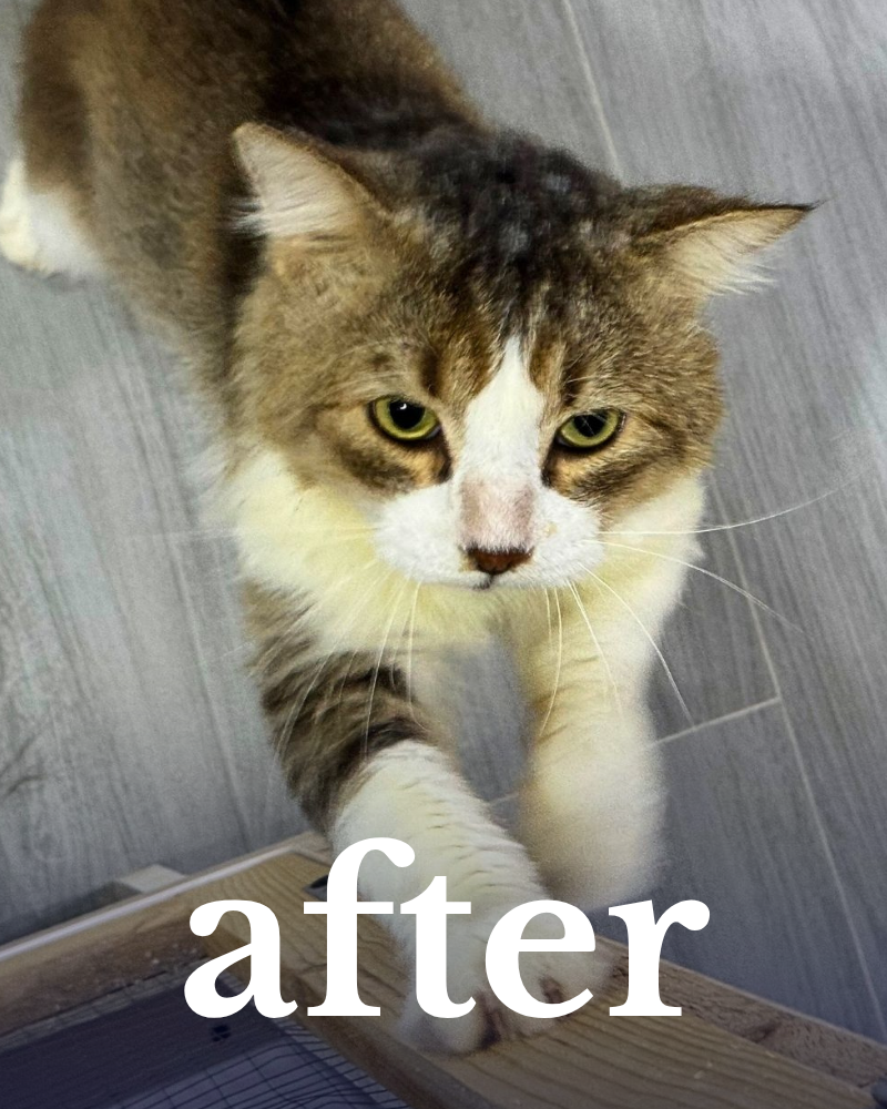 A healthy, fluffy cat stands on the floor and reaches up to the camera. The word "after" is overlayed on the image.