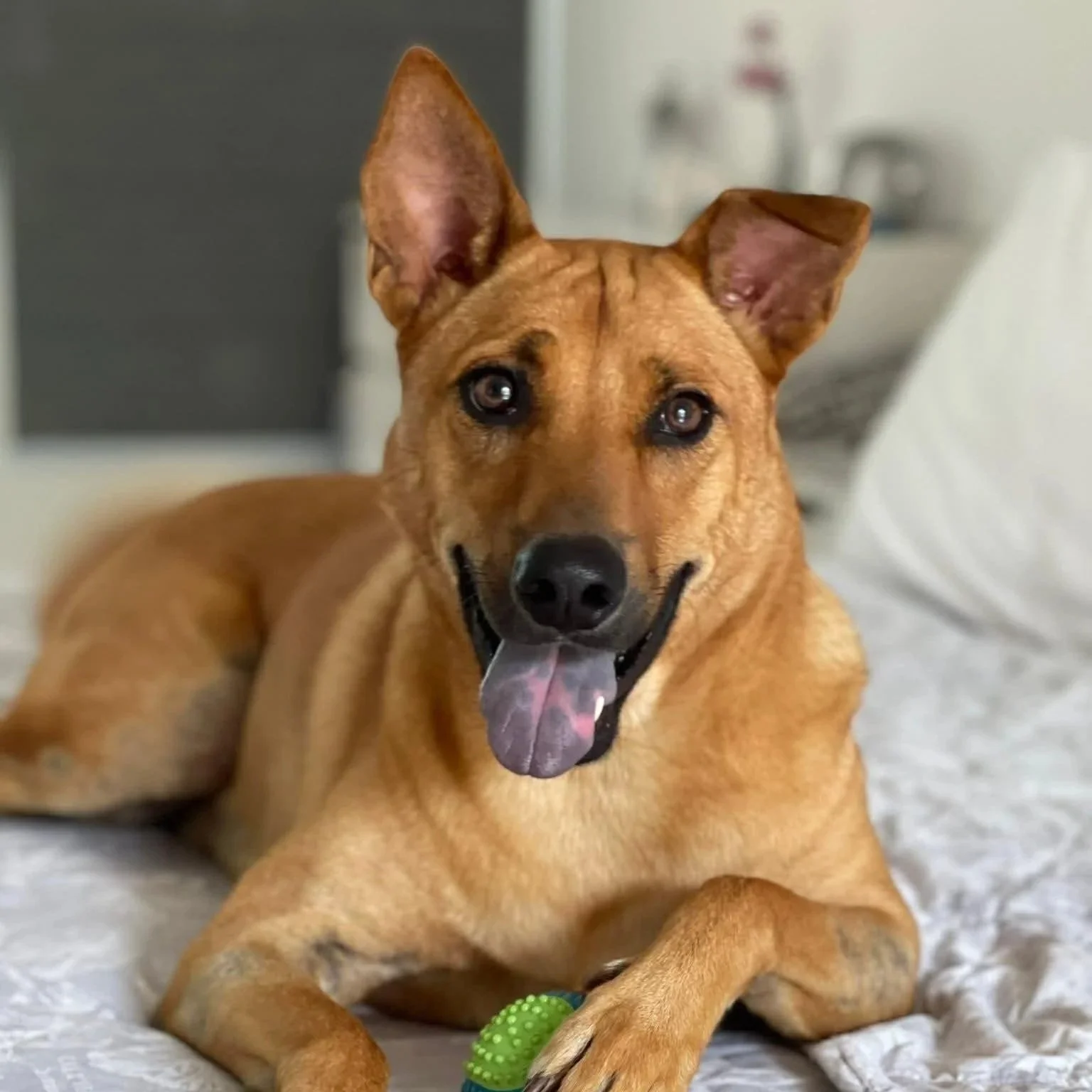A happy brown dog with pointed ears lying on a blanket