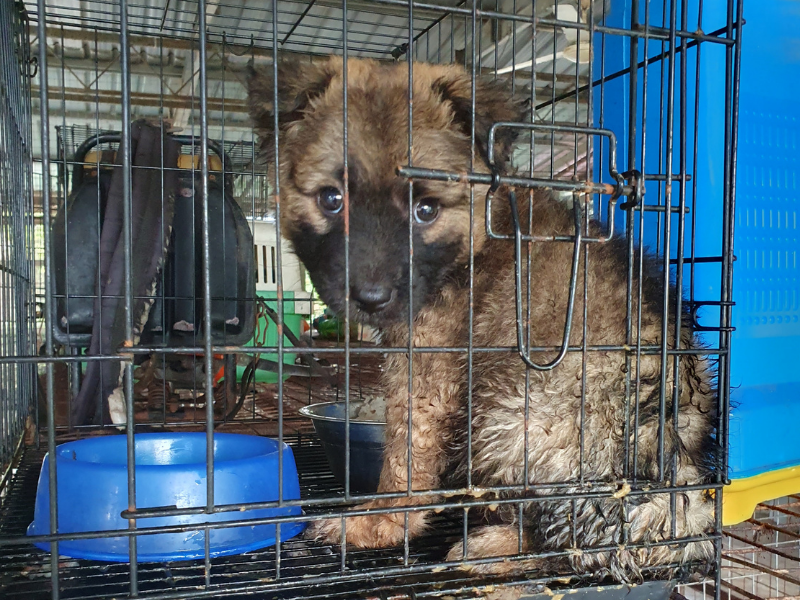 Borneo Shelter Appeal