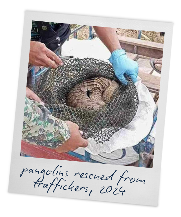 A pangolin being rescued from traffickers, wrapped in a net, with rescue personnel handling it carefully, with handwritten text reading "pangolins rescued from traffickers, 2024"