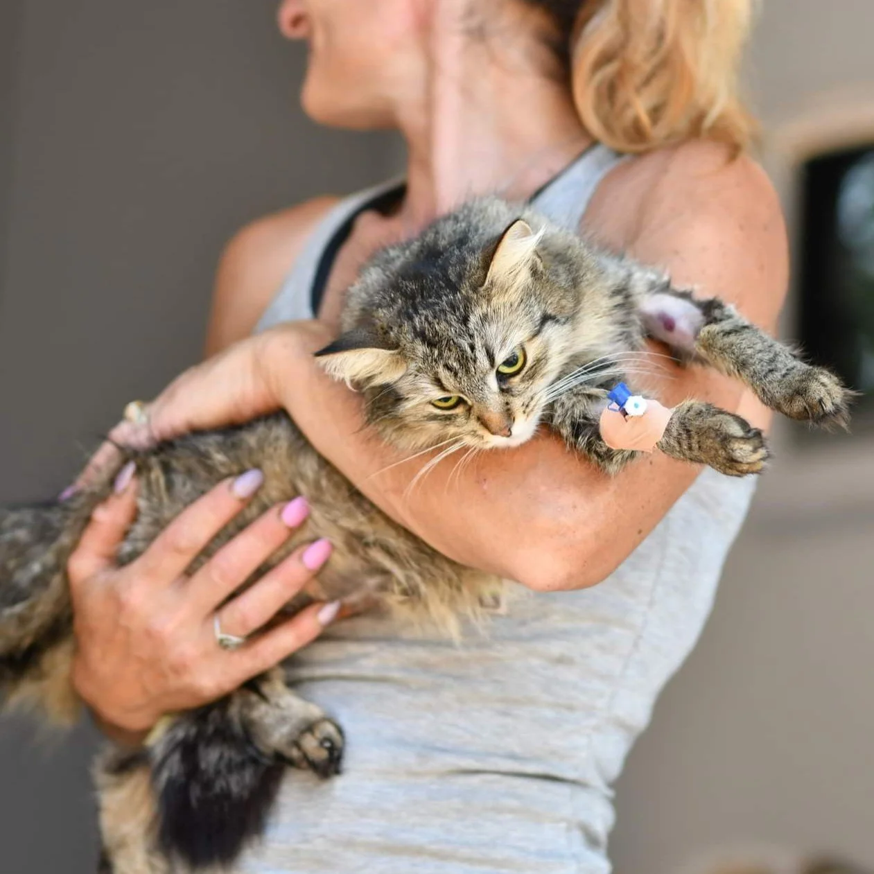 Woman holding a large tabby cat with an IV line in its paw.