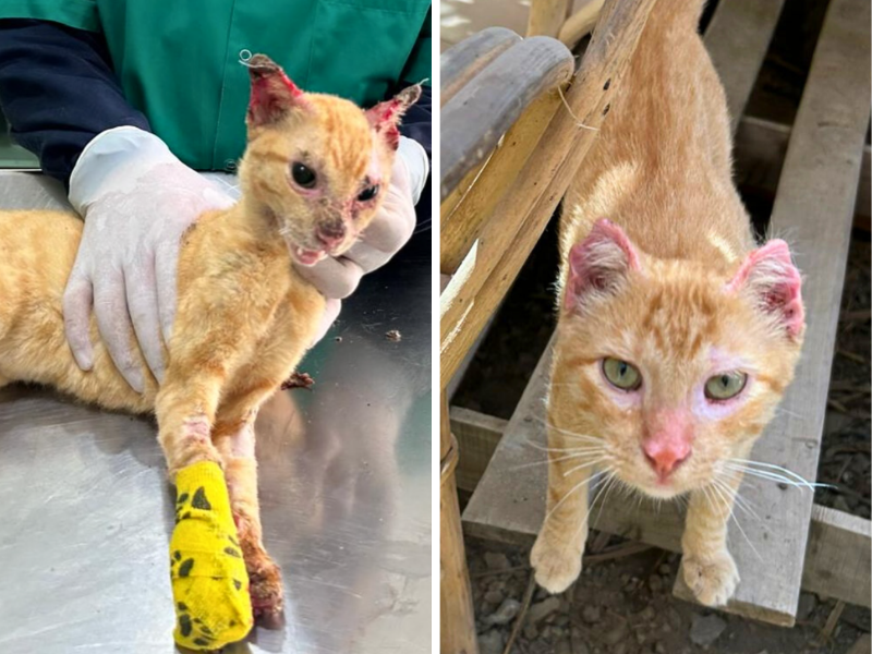 Side-by-side images of an injured orange cat, one being treated by a veterinarian with a yellow bandage on its leg, and the other standing on a wooden surface outdoors, looking healthy but with signs of burn scarring