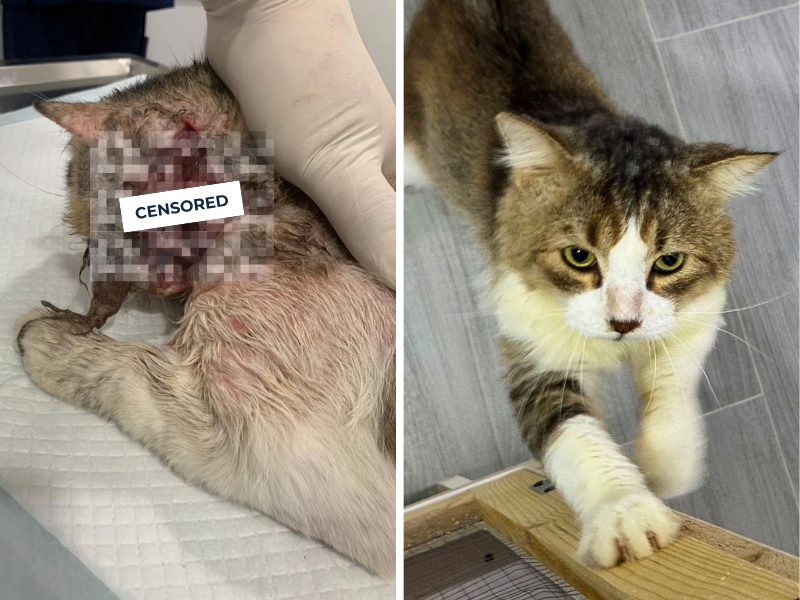 Side-by-side images of a cat: the left image shows a cat with a severe facial injury that has been censored. The right shows the same cat looking healthy and happy, reaching up to the camera.