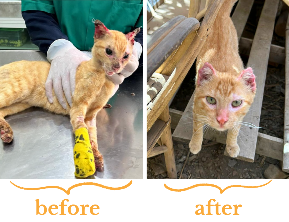 A "before" photograph of an orange tabby cat on a veterinary table with severe burns and bandages, followed by an "after" photograph of the cat looking happily up at the camera.