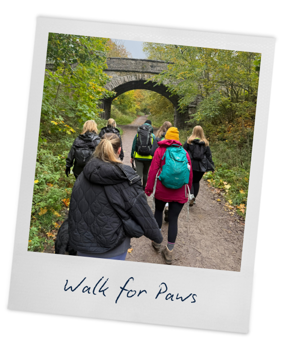 Group of people wearing jackets and backpacks walking along a forest trail beneath a stone bridge with trees showing fall colors. Caption reads "Walk for Paws."