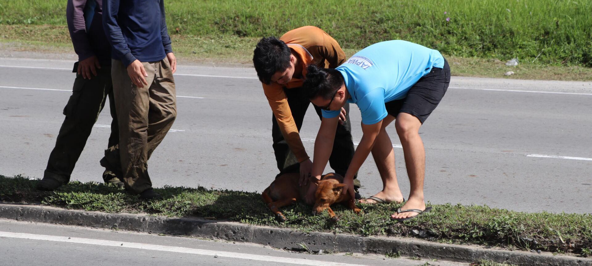 People assisting a dog lying on the side of a road.