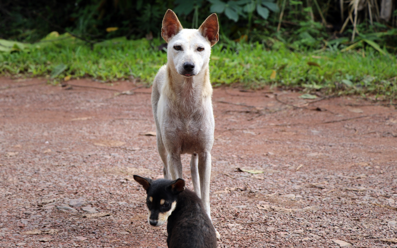 A lartge white dog stands protectively over a smaller black dog, outside on a dirt floor.