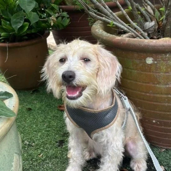 A light coloured dogs in a hardness sits happily outside, looking into the camera