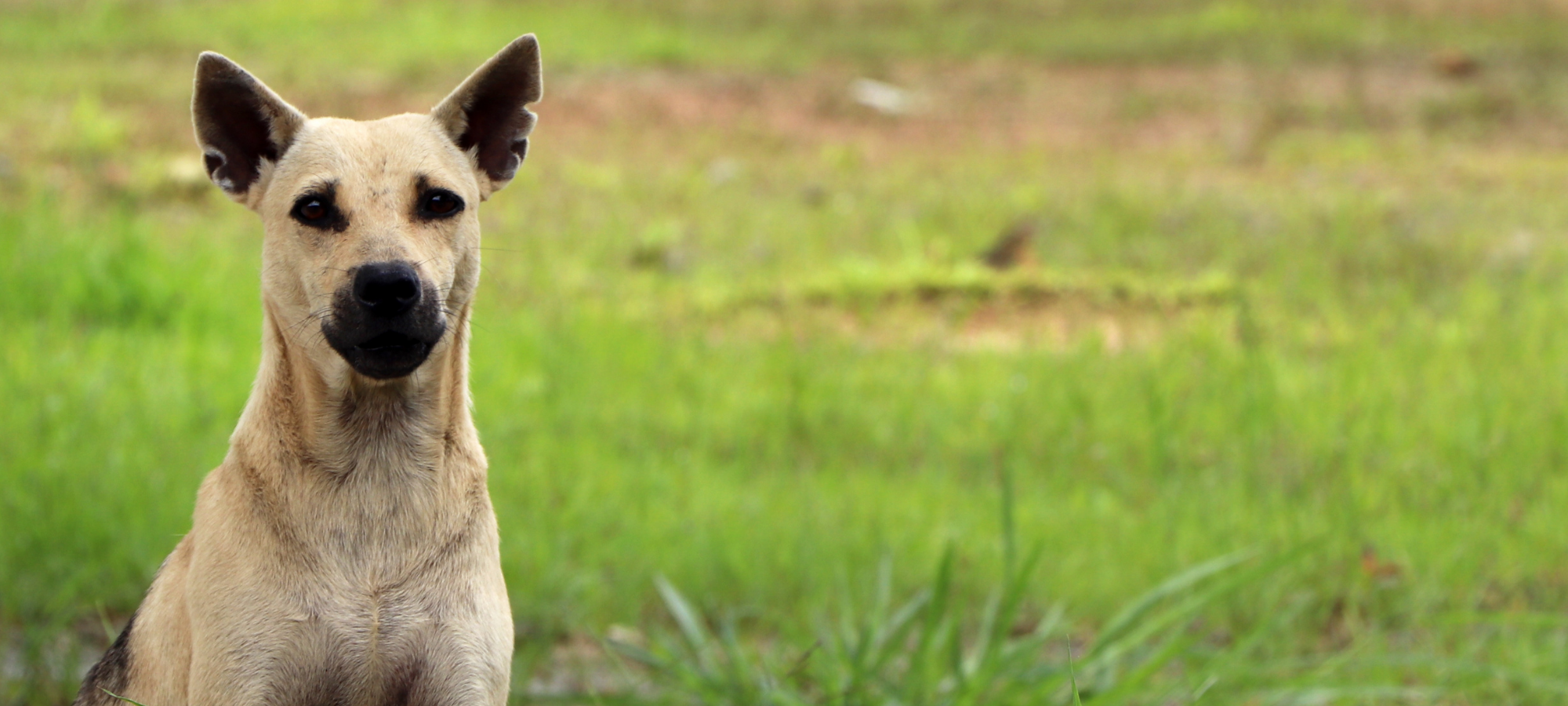 A tan dog with large ears standing on a grassy field, facing the camera.