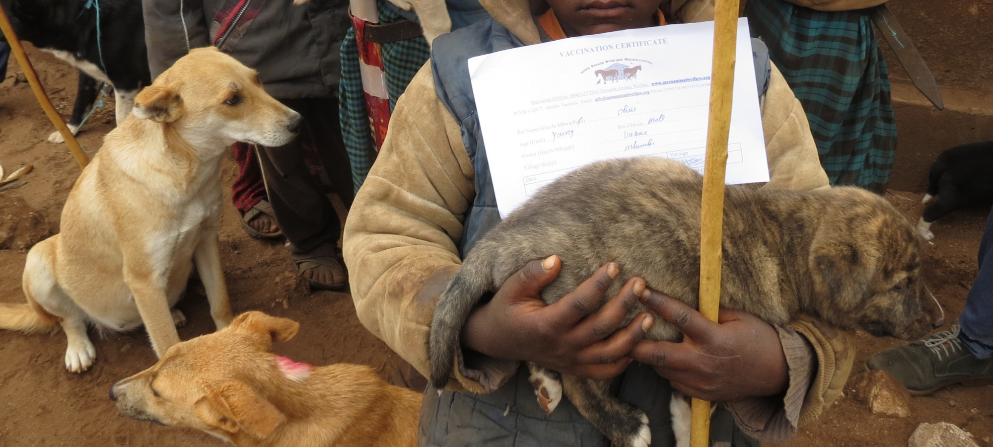 A child holds a small puppy and a rabies vaccination certificate