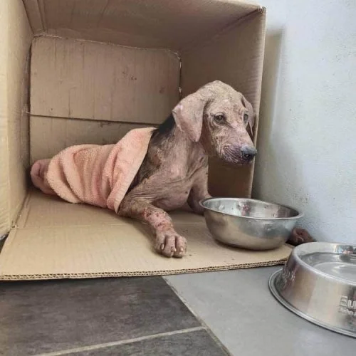 A dog lying inside a cardboard box, wrapped in a pink towel, with a metal food bowl next to it