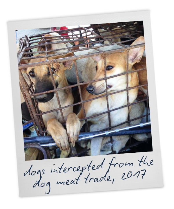 Two dogs in a small cage, with handwritten text at the bottom reading "dogs intercepted from the dog meat trade, 2017"