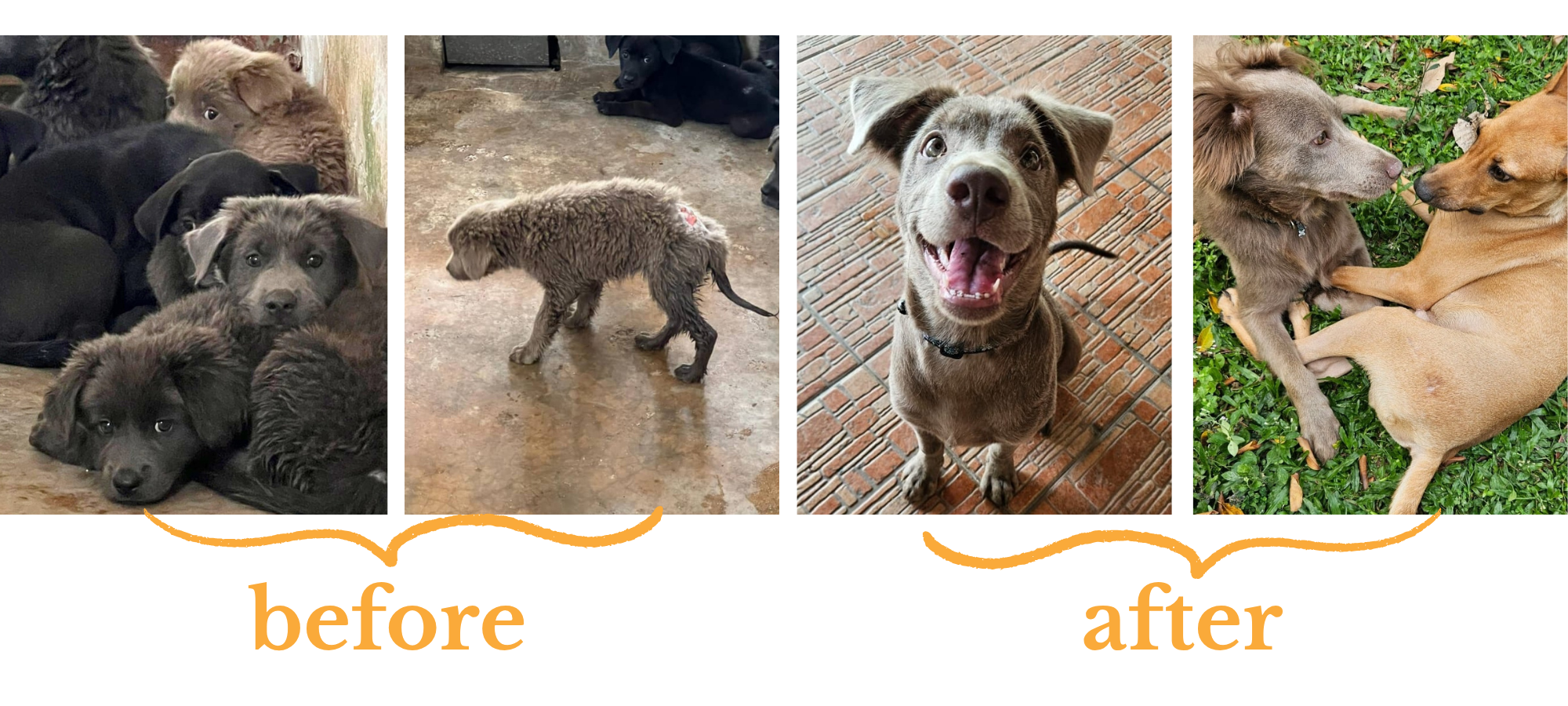 Two "before" images of a puppy, one among their litter and the other of them alone. Followed by two "after" images, one of the dog looking older and healthier, and one where it has a companion.