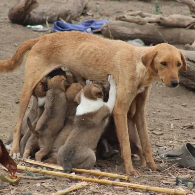 A dog nursing a litter of puppies outdoors in a dirt area with logs and scattered objects nearby.