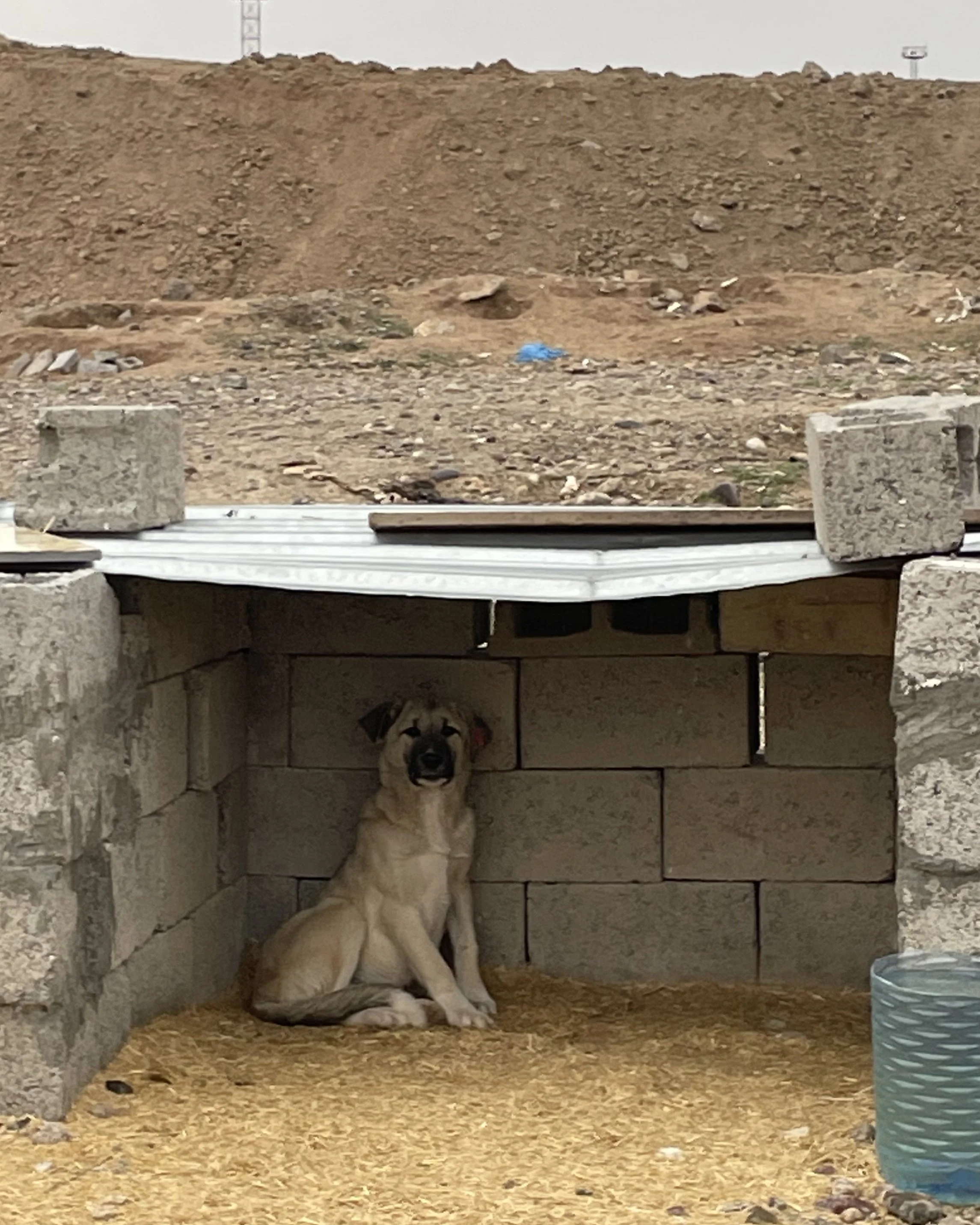 A large dog sitting inside a doghouse made of cinder blocks with a concrete roof, against a background of dirt and rocks.
