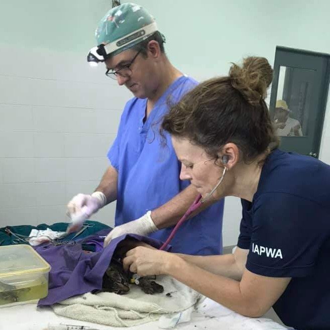 Veterinarian and veterinarian technician attending to a cat on an examination table