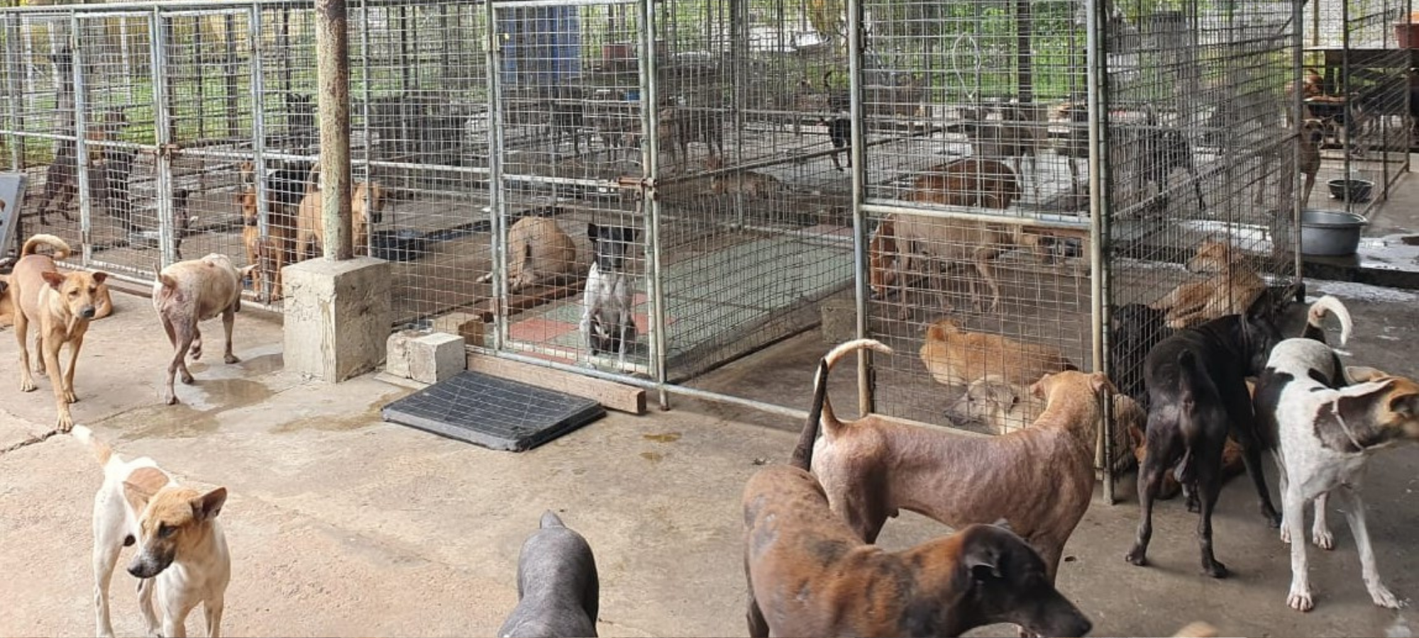 Multiple dogs in and outside of kennels at an animal shelter.