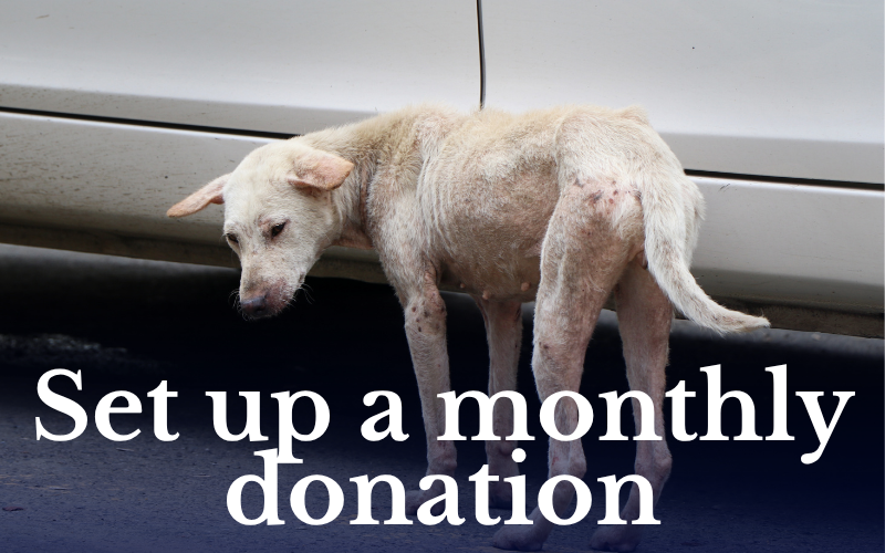 Set up a monthly donation