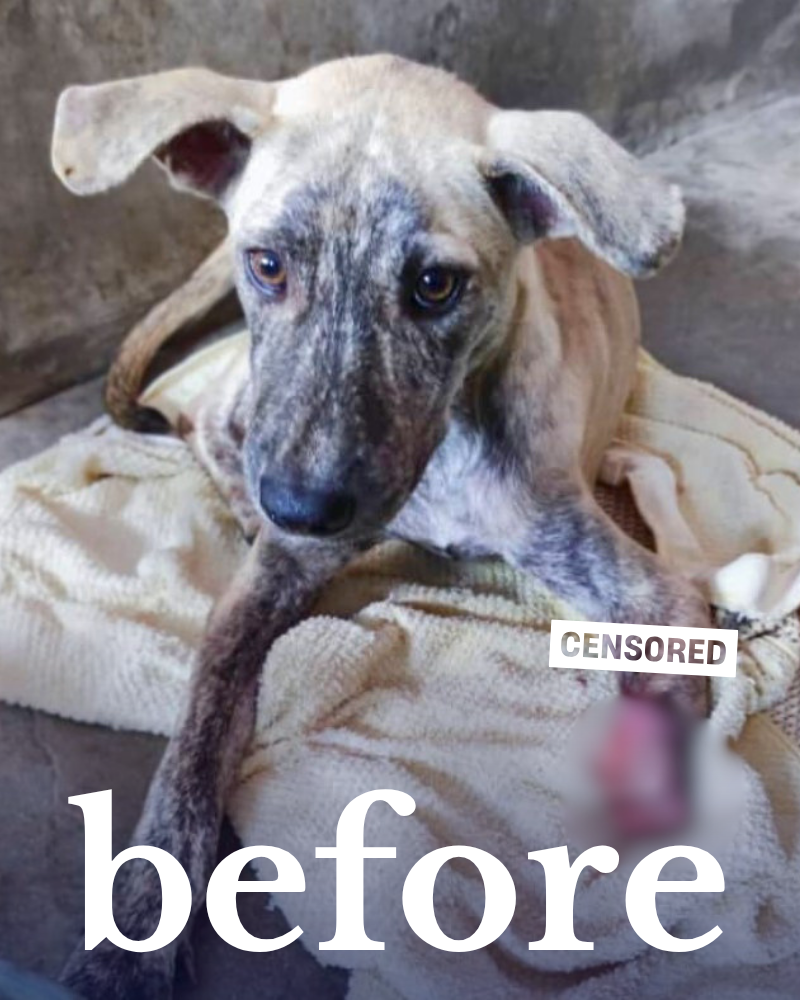 A young, brindle-coloured dog with a censored leg injury, looking unwell at a veterinary clinic, with the word "before"