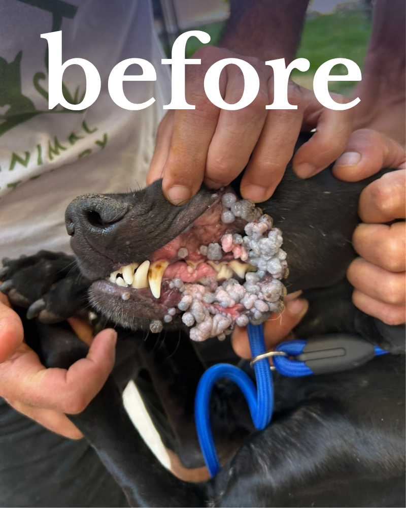 A veterinarian examines a black dog's mouth, which is absolutely covered in large white warts. The word "before" is overlayed on the image.