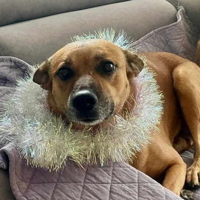 A brown dog looks directly into the camera, wearing a tinsel scarf
