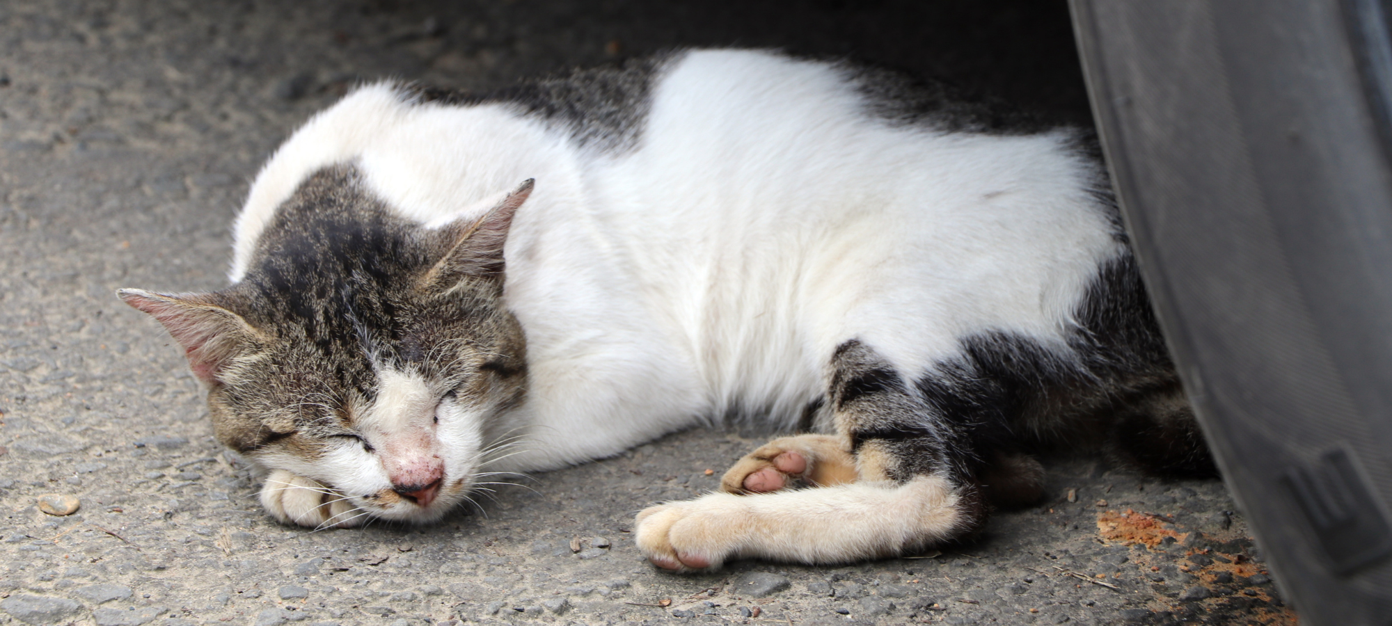 A cat with white and gray fur sleeping on the road behind the tire of a car