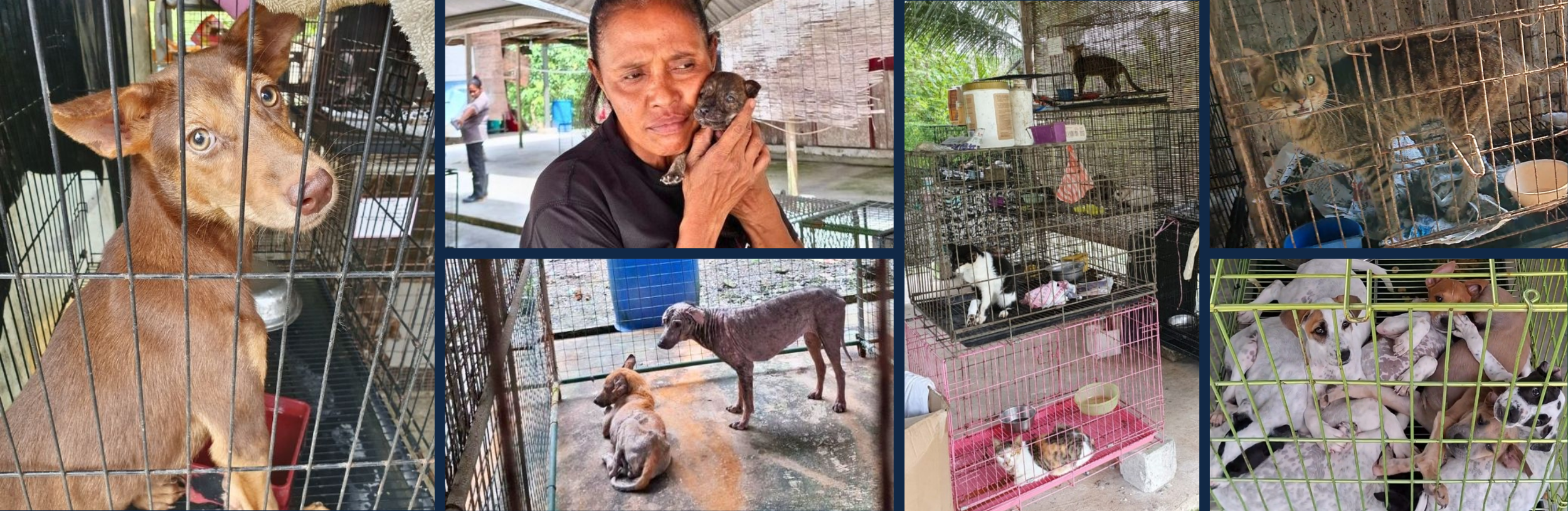 Multiple animals in cages at an animal shelter, including dogs, cats, and puppies. A woman is holding a small puppy with a woman in the background.