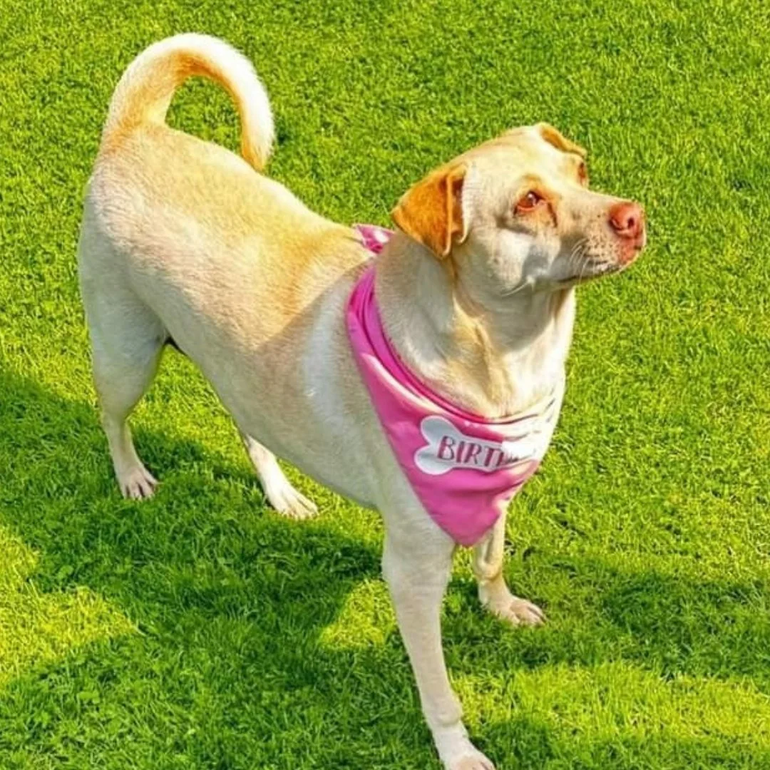 A dog wearing a pink bandana with a birthday theme stands in the sunshine on a green grassy lawn.