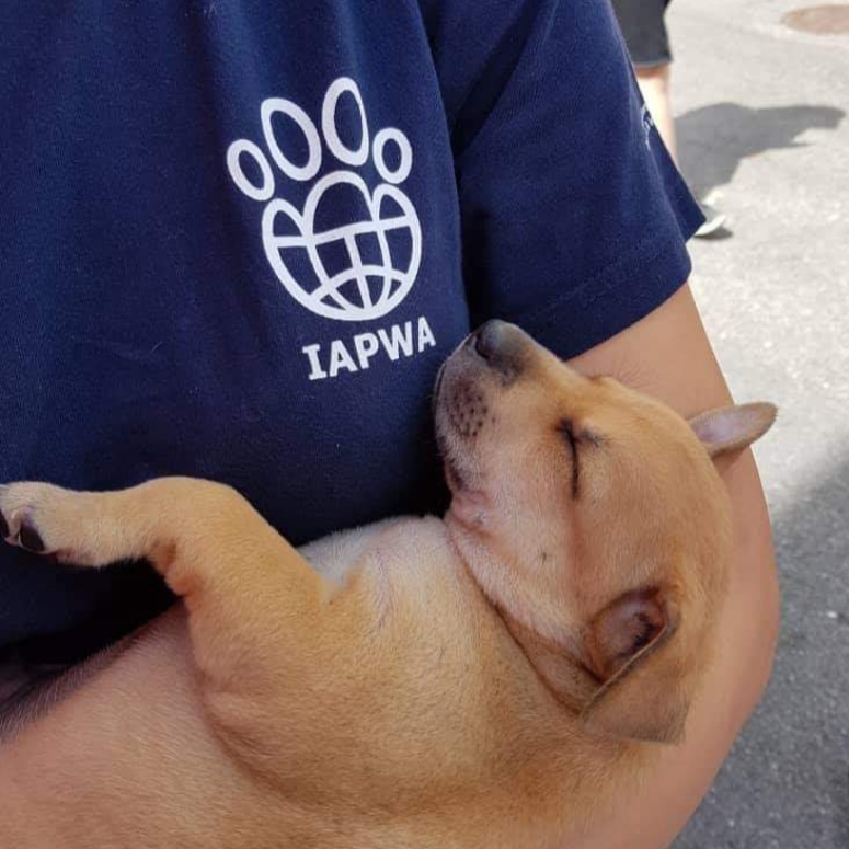 A small brown puppy sleeping peacefully in someone's arms. The person wears a navy IAPWA t-shirt